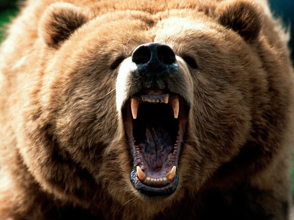 Feeling_Grizzly-1600x1200.thumb.jpg.b7d4ebaf5eb11872ae473408cded66ee.jpg